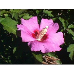 Hibiscus Syriacus