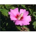 Hibiscus Syriacus (Lot de 10 graines)