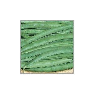 Haricot (Lot de 20 graines)