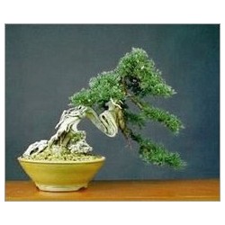 Juniperus Chinensis (Lot de 10 graines)