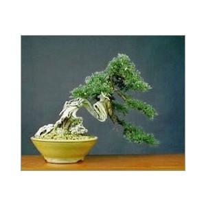 Juniperus Chinensis (Lot de 10 graines)