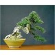 Juniperus Chinensis (Lot de 10 graines)