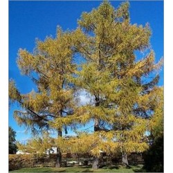 Larix Sibirica