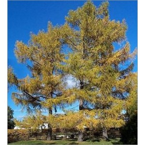 Larix Sibirica (Lot de 10 graines)