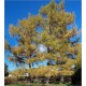 Larix Sibirica (Lot de 10 graines)