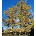 Larix Sibirica (Lot de 10 graines)