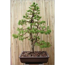 Picea Asperata (Lot de 10 graines)