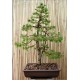 Picea Asperata (Lot de 10 graines)