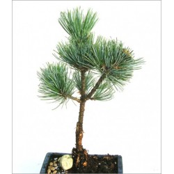 Pinus Pumila