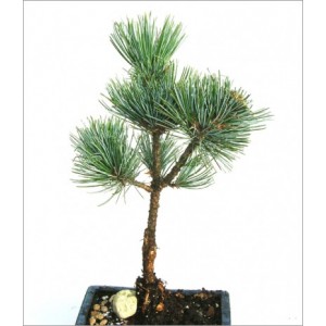 Pinus Pumila (Lot de 10 graines)