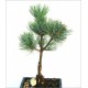 Pinus Pumila (Lot de 10 graines)