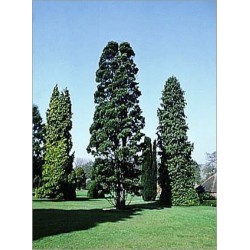 Austrocedrus chilensis