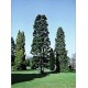 Austrocedrus chilensis (Lot de 10 graines)