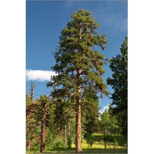 Pinus Ponderosa