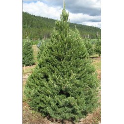 Pseudotsuga Menziesii (Lot de 10 graines)