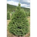 Pseudotsuga Menziesii (Lot de 10 graines)