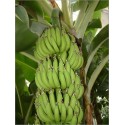 Musa Acuminata (Lot de 10 graines)