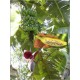 Musa Balbisiana (Lot de 10 graines)