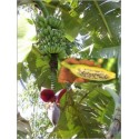 Musa Balbisiana (Lot de 10 graines)