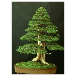 Juniperus Rigida (Lot de 10 graines)