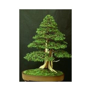 Juniperus Rigida (Lot de 10 graines)