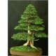 Juniperus Rigida (Lot de 10 graines)