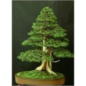 Juniperus Rigida