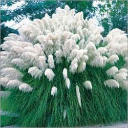 Cortaderia Selloana white / Herbe de la Pampa (Lot de 10 graines)