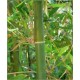 Bambusa Nutans