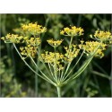 Anethum Graveolens (Lot de 10 graines)