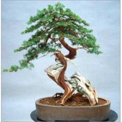 Juniperus Sabina