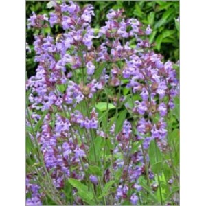 Salvia Officinalis (Lot de 10 graines)