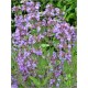 Salvia Officinalis (Lot de 10 graines)