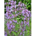 Salvia Officinalis (Lot de 10 graines)