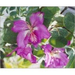 Bauhinia Purpurea (Lot de 10 graines)