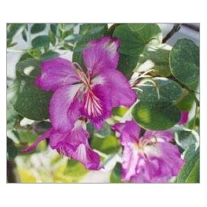 Bauhinia Purpurea (Lot de 10 graines)