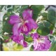 Bauhinia Purpurea (Lot de 10 graines)