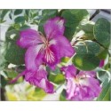 Bauhinia Purpurea