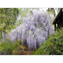 Wisteria sinensis