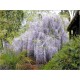 Wisteria sinensis (Lot de 10 graines)