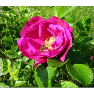 Rosa rugosa (Lot de 10 graines)