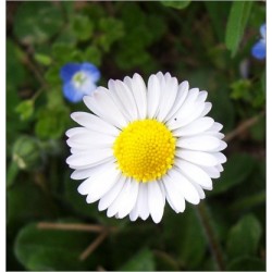 Bellis Perennis