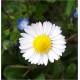 Bellis Perennis (Lot de 10 graines)