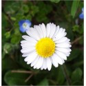 Bellis Perennis