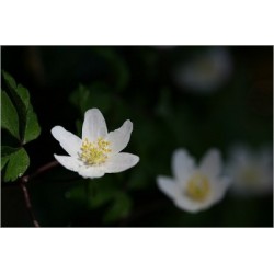 Anemone Nemorosa