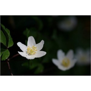 Anemone Nemorosa (Lot de 10 graines)