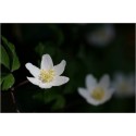 Anemone Nemorosa