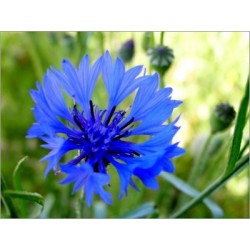 Centaurea Cyaneus (Lot de 10 graines)