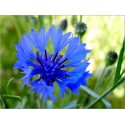 Centaurea Cyaneus (Lot de 10 graines)