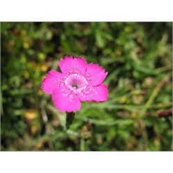 Dianthus Deltoides (Lot de 20 graines)